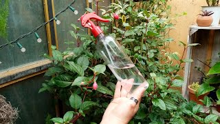 Alcohol para Plantas INCREÍBLE 😮🌿🌷🌼 [upl. by Gneh]