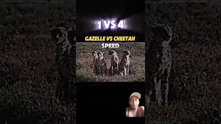 1 vs 4 animals gazelleCheetah vs Gazelle trending animalsgazelle cheetah shortvideo [upl. by Zebaj595]