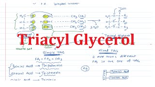 12 Chemistry of Triacylglycerol TAG [upl. by Hermon862]