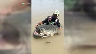 The Wels Catfish  Europes Largest Freshwater Giant [upl. by Gignac]