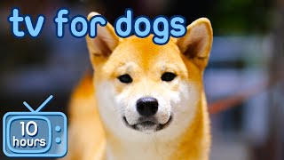 TV for Dogs 🐶  Prevent Boredom and Anxiety with Movies for Dogs  Relaxing Music [upl. by Hacker325]