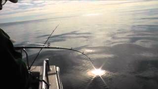 west bay Dorset channel warrior black bream fishing [upl. by Bander]