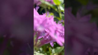 Purple pentas plant flowers  Home Gardening  flowers gardening youtubeshorts [upl. by Daile]