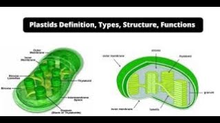 Plastids Types Structure and Function Lecture2Part14Biological World🐛🍀 [upl. by Brandwein]