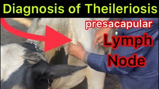 Symptoms of Theileriosis l Treatment of Theileriosis l Pyrexia l Anorexia l dr umar khan [upl. by Dranyer]