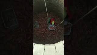 Sweet potato cellar storage process [upl. by Beutner]