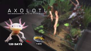 Hundreds of newly born Axolotl babies are placed togetherIt Happened [upl. by Mollie]