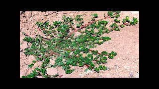 Purslane plants benefits  purslane plant uses  manaplants telugu  Purslane Plants [upl. by Ayocal756]