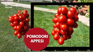 POMODORI APPESI Come Conservare i Pomodori Freschi più al Lungo Possibile [upl. by Crim]