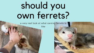 What its like to own a ferret [upl. by Rimahs]