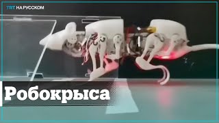 Как крысыроботы могут спасти жизнь [upl. by Virginia]