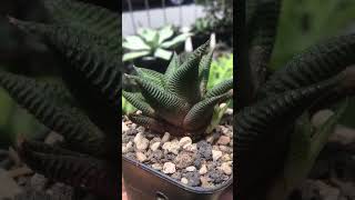 Haworthia Limifolia succulent haworthia [upl. by Niriam138]