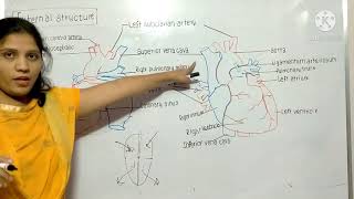 StdXII External structure of human heart  Respiration and Circulation [upl. by Kurtzman]