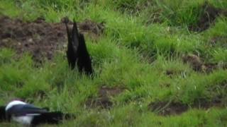 Air Rifle Hunting 3 Birds in 80 seconds [upl. by Itagaki]