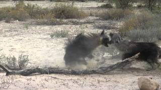 Brown Hyena territorial fight [upl. by Blackman]