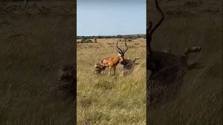 Cheetahs 🐆 Vs Gazelle 🦌 wildlife cheetah gazelle [upl. by Buine]