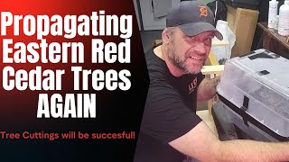 WILL THIS WORK Propagating Eastern Red Cedar Trees part 3 [upl. by Ybbil]