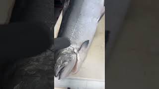 Best farmed Salmon on earth Ora King Salmon salmon salmonsushi salmonsashimi rawsalmon [upl. by Enitsud]