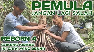 REBORN GABUNG KIMENG 4  CARA GABUNG KIMENG UNTUK PEMULA AGAR TIDAK SALAH [upl. by Ahsinak]