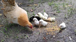 mothers hen call her baby chicks to eat chicken sound [upl. by Tacye]