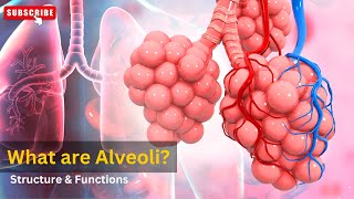 Alveoli function in respiratory system Alveoli gas exchange Structure and functions of alveoli [upl. by Oirad]