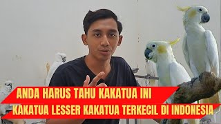 KAKATUA LESSER KAKATUA JAMBUL KUNING TERKECIL DI INDONESIA ⁉️ Kakatuasertifikat kakatua [upl. by Yemane]