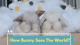 RABBIT VISION  HOW DO BUNNIES SEE [upl. by Ashford222]