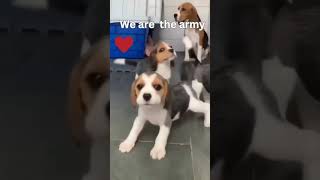 quotAdorable Beagle Puppies Barking and Playing You Wont Be Able to Resist Their Cutenessquot shorts [upl. by Rauch]