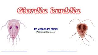 Giardia lamblia [upl. by Azil]