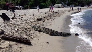 Un Caimán Aguja sorprendió a turistas en playa del Tayrona [upl. by Sile451]