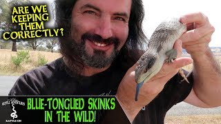 BLUETONGUED SKINKS IN THE WILD are we keeping them correctly [upl. by Neelloc]