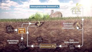 Stoffkreisläufe Wasser Kohlenstoff Stickstoff Phosphor [upl. by Notxam]