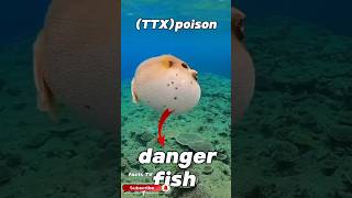 The hidden dangers of Puffer fish [upl. by Eylsel]