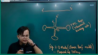 tRNA Structure Molecular Basis of Inheritance Chapter [upl. by Delilah420]