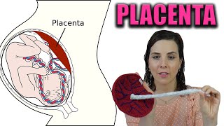 PLACENTA  todo lo que tienes que saber Anatomía y funciones de la placenta [upl. by Ahselak814]