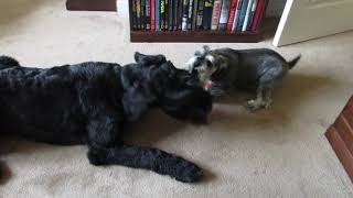 Giant Schnauzer Puppy Playing with Miniature Schnauzer 2 [upl. by Nedyaj283]