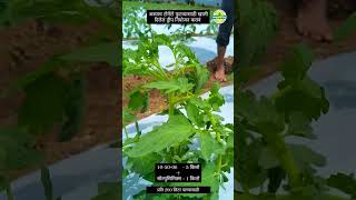 farming agri farmer agricultur agricos mahafeed agriculture shetkari shorts shortfeed [upl. by Llezo]