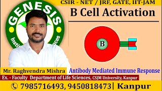 Thymus Dependent BCell Activation  CSIR NETJRF  GATE  Life science  biotechnology  ICMR [upl. by Ennayd269]