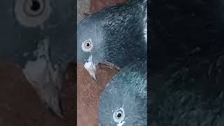 Rampuri kabutarpalanpur master pigeons pigeon [upl. by Gates]