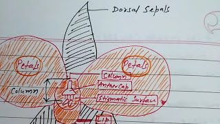 Structure of Orchid Flower  Observed in Description [upl. by Elleraj]