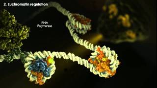 Epigenetics Tutorial [upl. by Luhem]