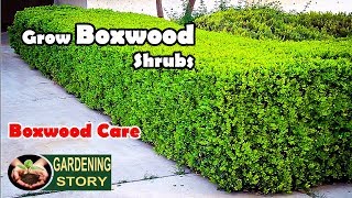 How To Grow Boxwood Shrubs  Boxwood Care [upl. by Pinebrook]