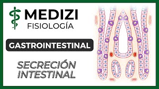 Clase 52 Fisiología Gastrointestinal  Secreción Intestinal IGdoctorpaiva [upl. by Eelam]