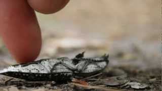 Eyed Click Beetle [upl. by Heid]