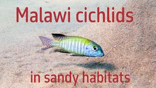 Cichlids in sandy habitats Lake Malawi [upl. by Nihhi978]