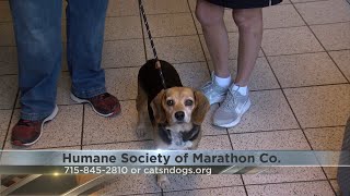 Marathon Co Petsaver Meet Cleopatra [upl. by Dorfman]