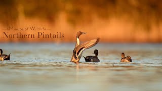 A Minute of Wildlife  Northern Pintails [upl. by Anetta148]