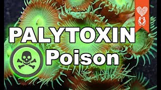 Palytoxin poison and how to avoid it in a reef aquarium [upl. by Mungovan]