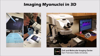 Confocal Microscopy Explained [upl. by Fazeli]