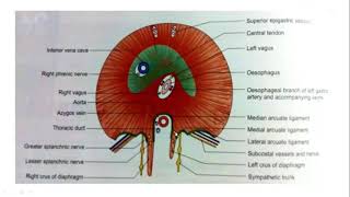 bronchopulmonary segments ampdiaphragm [upl. by Bloem]